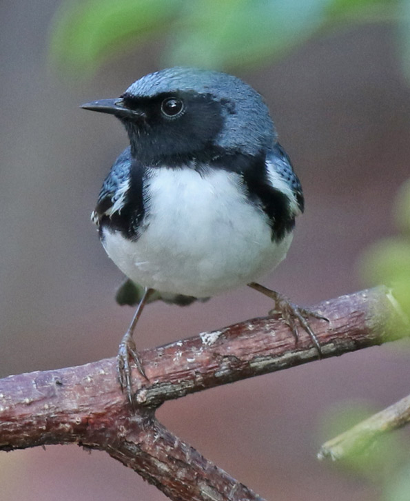 Black-throated Blue Warbler (spring adult male)