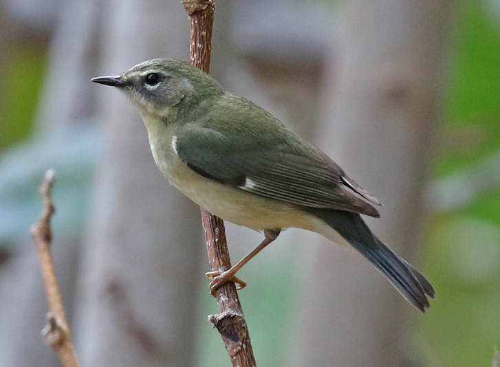 Black-throated Blue Warbler (1st spring female)