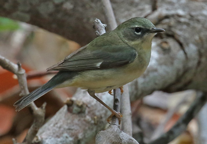 Black-throated Blue Warbler (1st spring female)