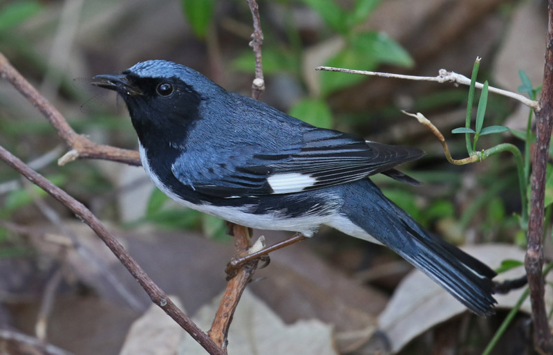 Black-throated Blue Warbler (spring adult male)