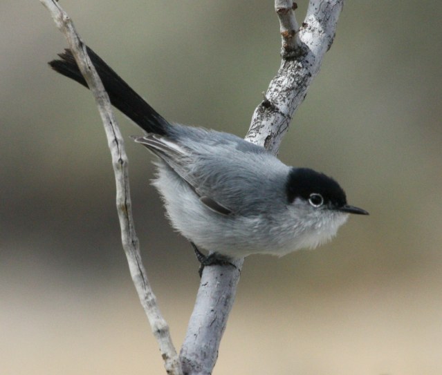 Black-tailed Gnatcatcher photo #2