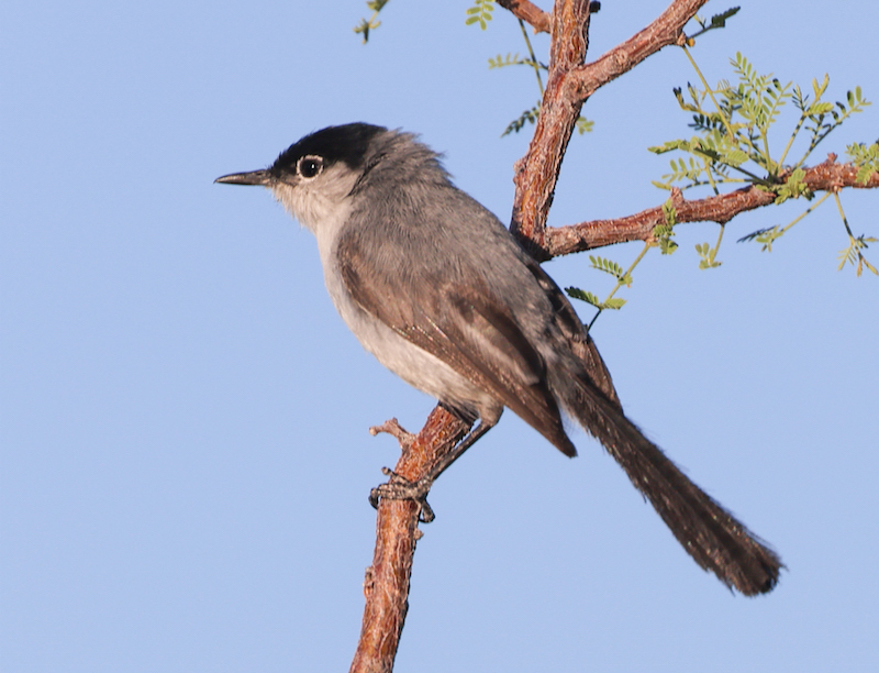 Black-tailed Gnatcatcher photo #1