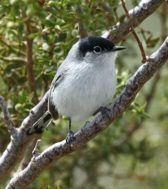 Black-tailed Gnatcatcher photo #3
