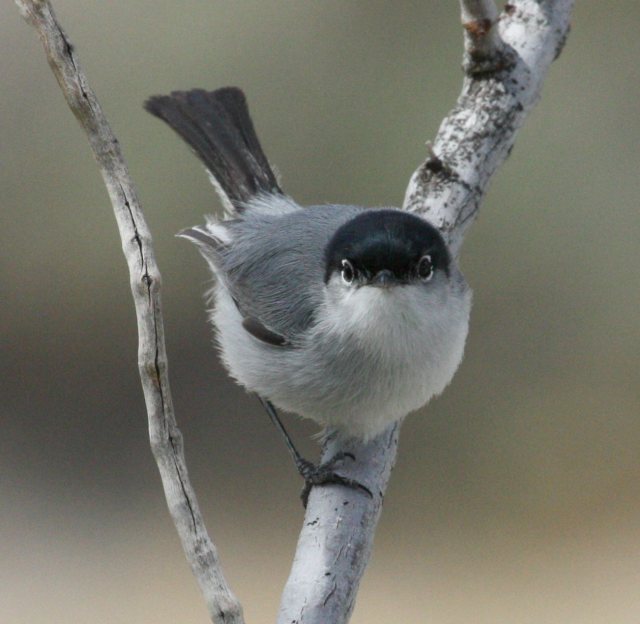 Black-tailed Gnatcatcher photo #4
