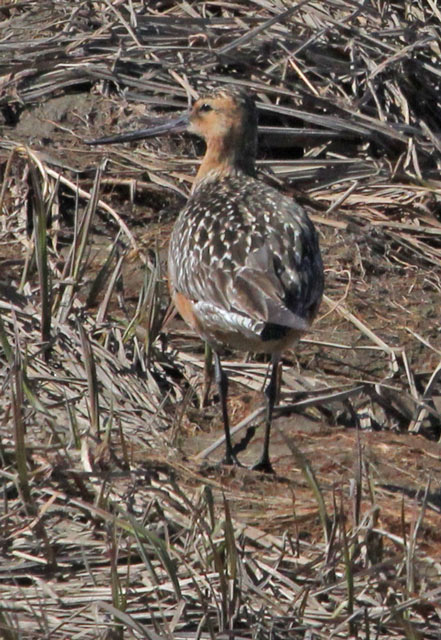 Bar-tailed Godwit