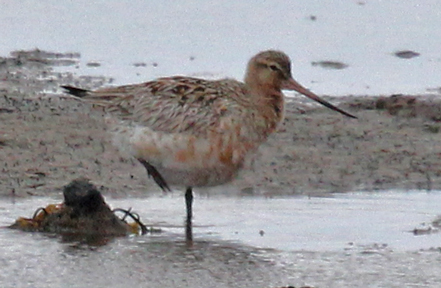Bar-tailed Godwit