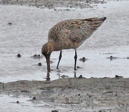 Bar-tailed Godwit