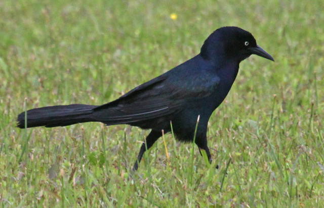 Boat-tailed Grackle (male)