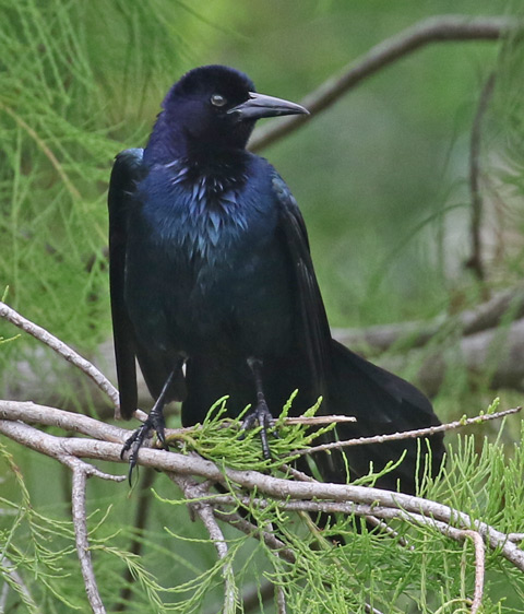 Boat-tailed Grackle (male)