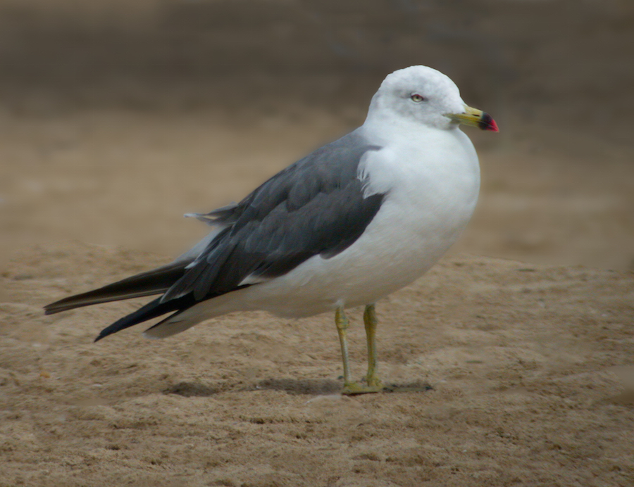 Black-tailed Gull Photo 1