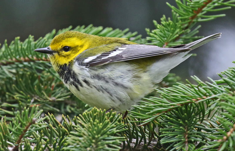 Black-throated Green Warbler photo #1