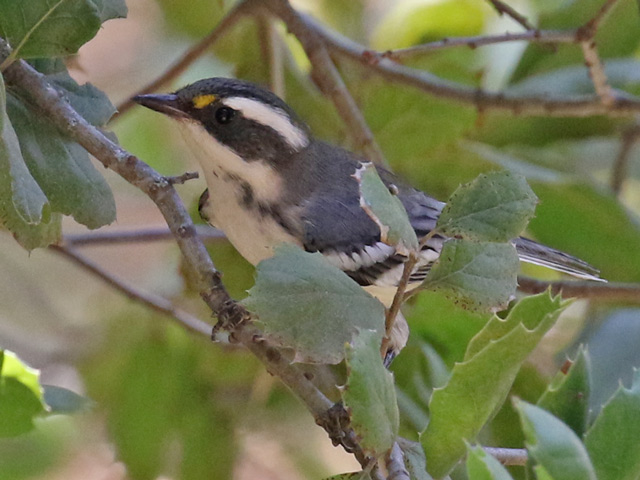 Black-throated Gray Warbler (adult female)