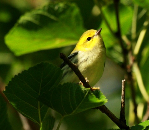 Black-throated Green Warbler
