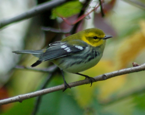 Black-throated Green Warbler Photo