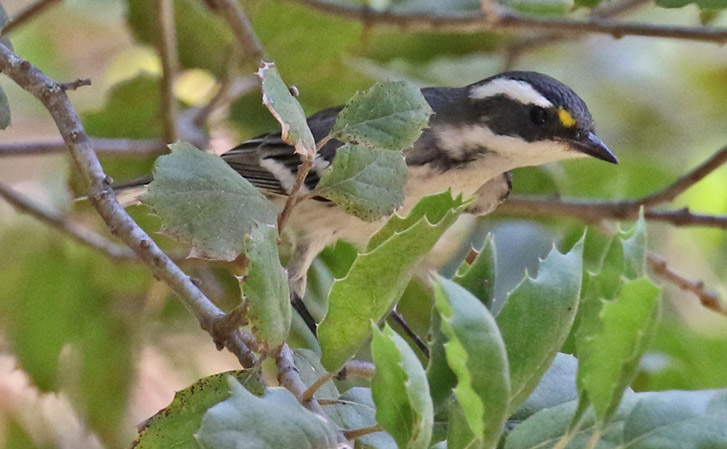 Black-throated Gray Warbler (adult female)