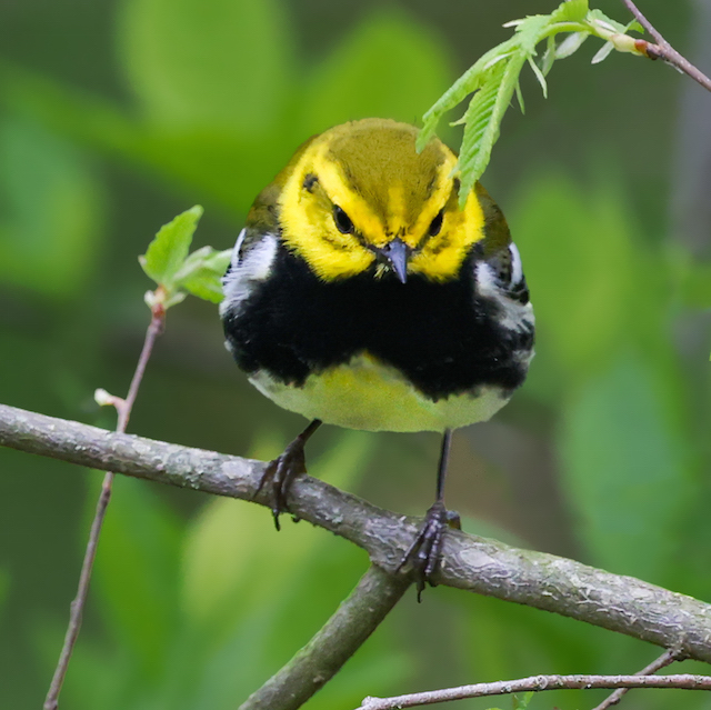 Black-throated Green Warbler