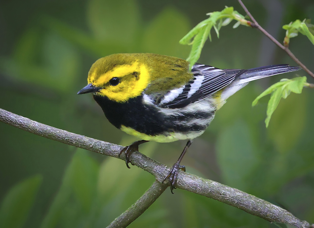 Black-throated Green Warbler