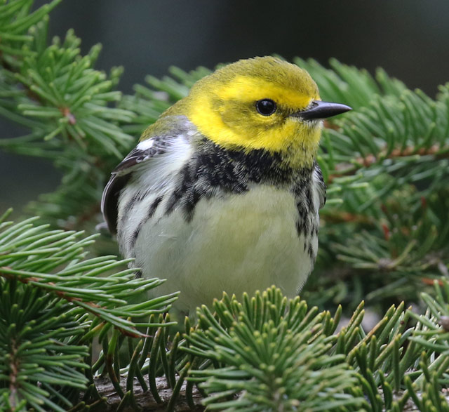 Black-throated Green Warbler photo #2