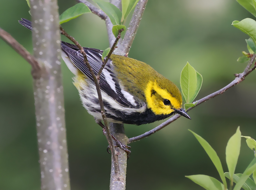 Black-throated Green Warbler