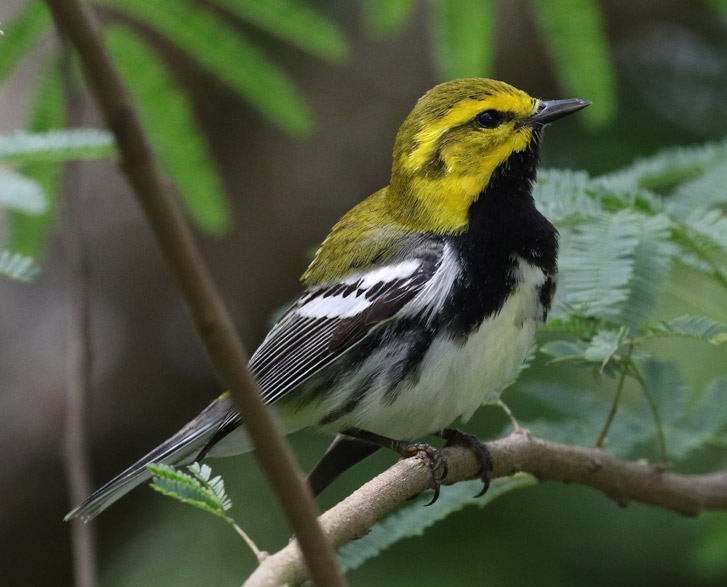 Black-throated Green Warbler photo #2