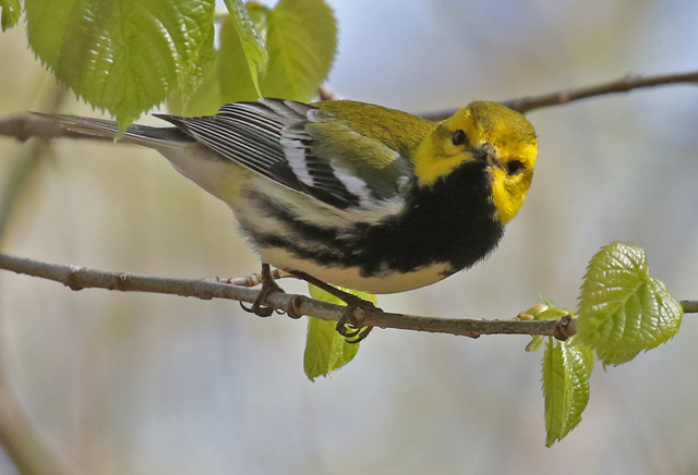 Black-throated Green Warbler photo #5