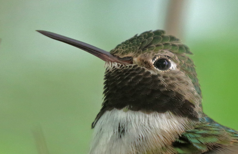 Broad-tailed Hummingbird