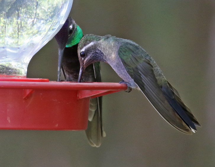 Blue-throated Mountain-gem