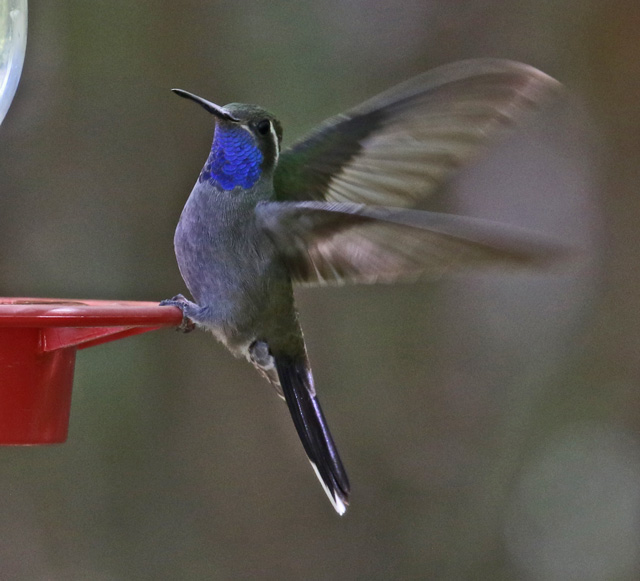 Blue-throated Mountain-gem