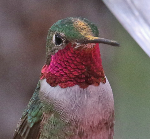 Broad-tailed Hummingbird