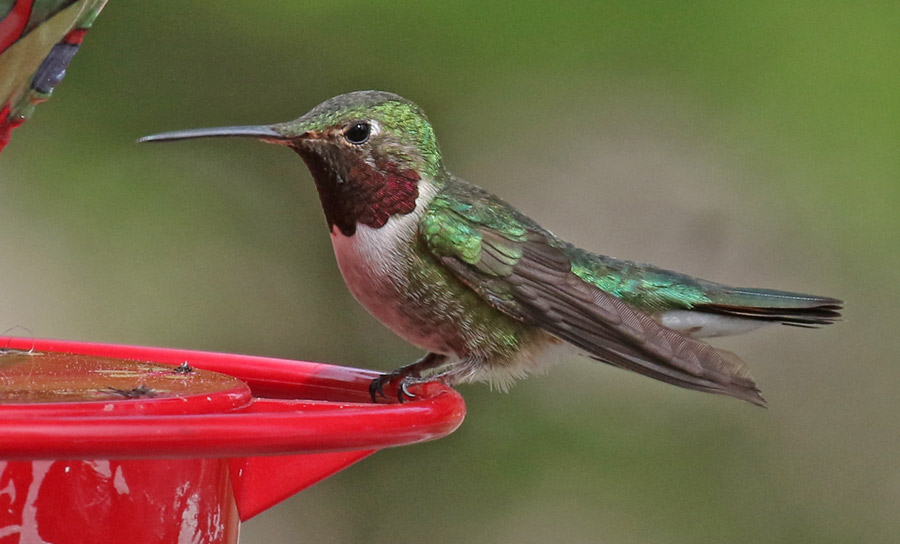 Broad-tailed Hummingbird