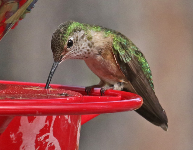 Broad-tailed Hummingbird photo #1