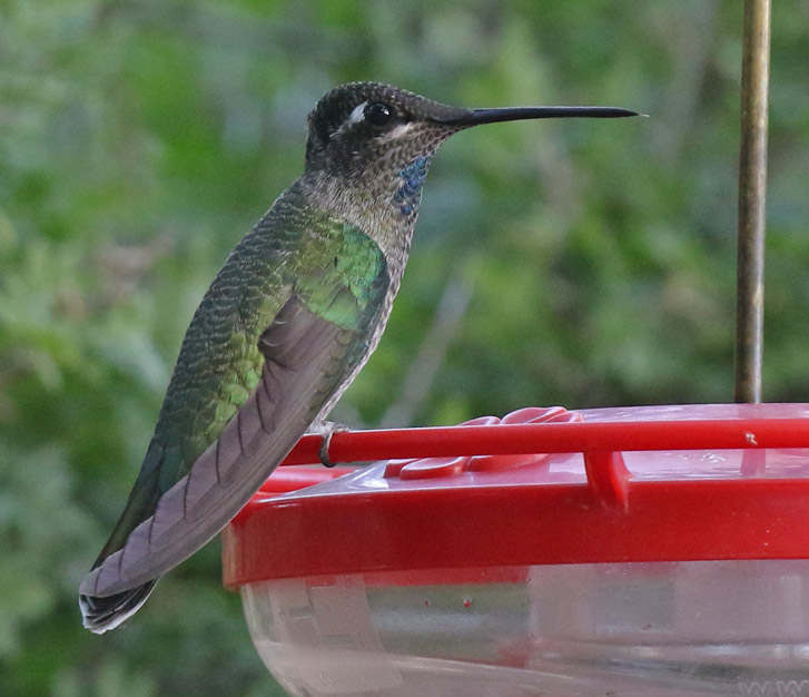 Blue-throated Mountain-gem