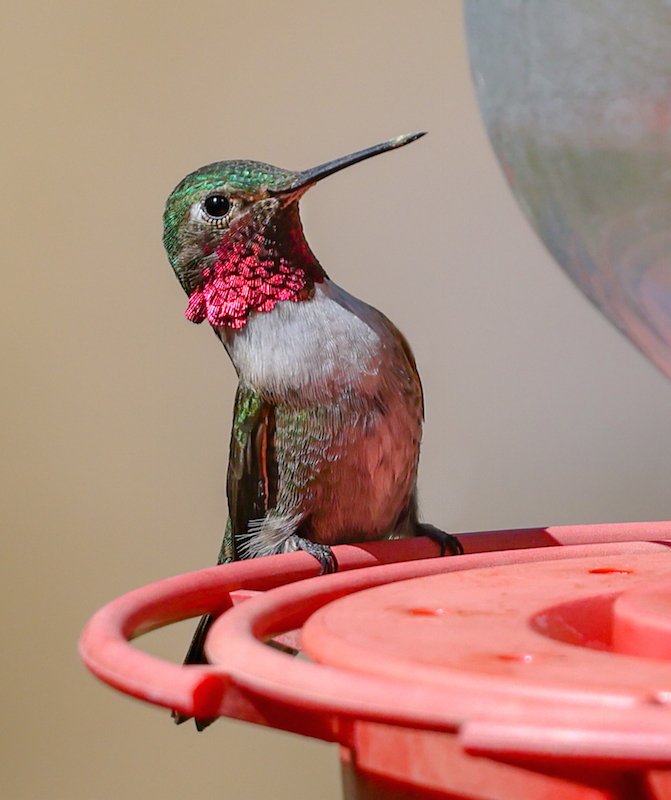 Broad-tailed Hummingbird