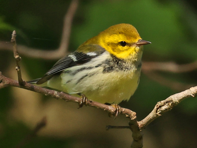 Black-throated Green Warbler Photo 12
