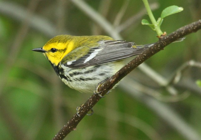 Black-throated Green Warbler photo #6