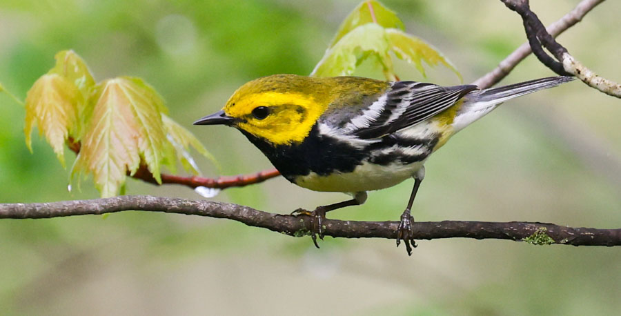 Black-throated Green Warbler photo #1
