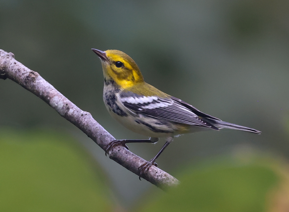 Black-throated Green Warbler