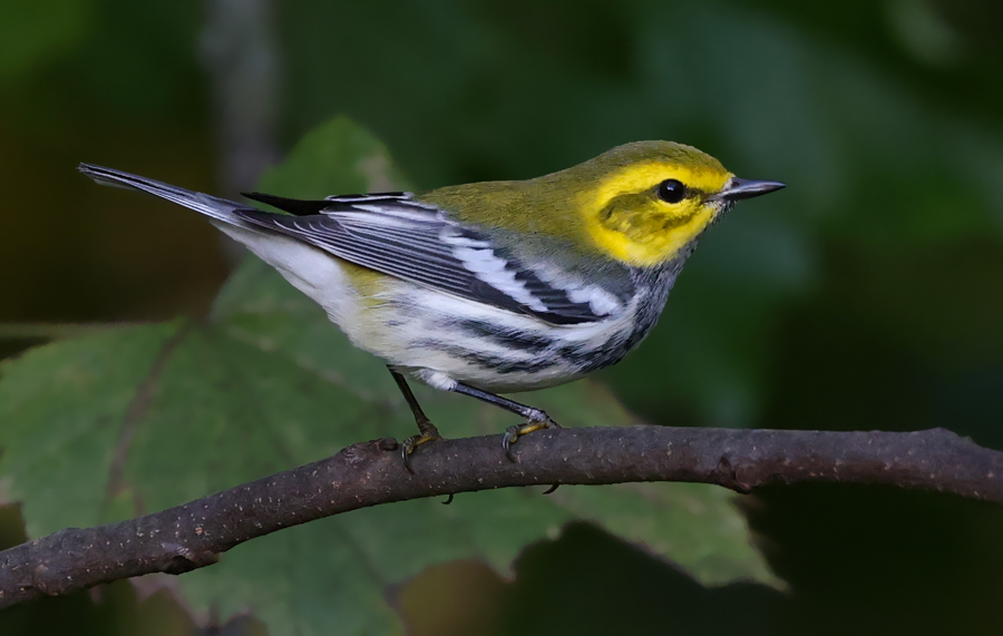 Black-throated Green Warbler