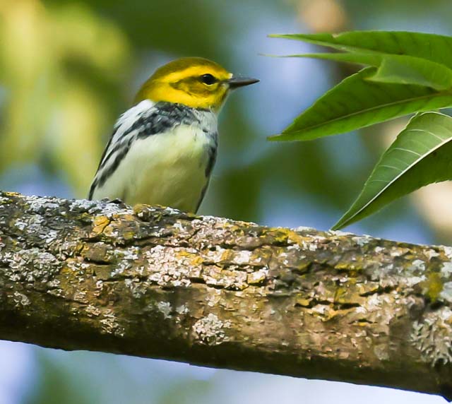 Black-throated Green Warbler Photo 11
