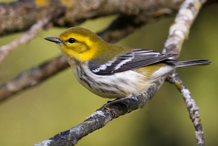 Black-throated Green Warbler Photo 10