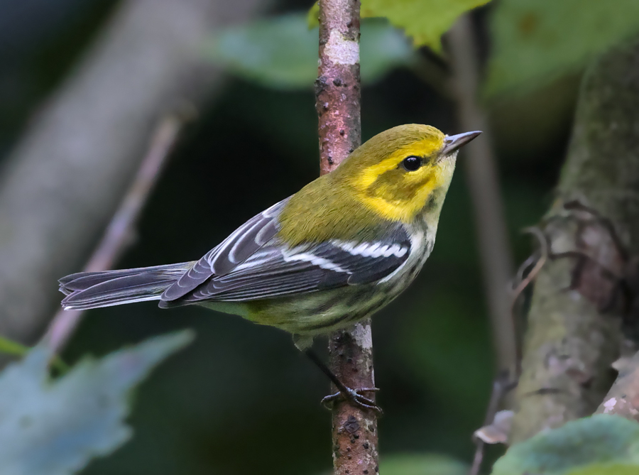 Black-throated Green Warbler