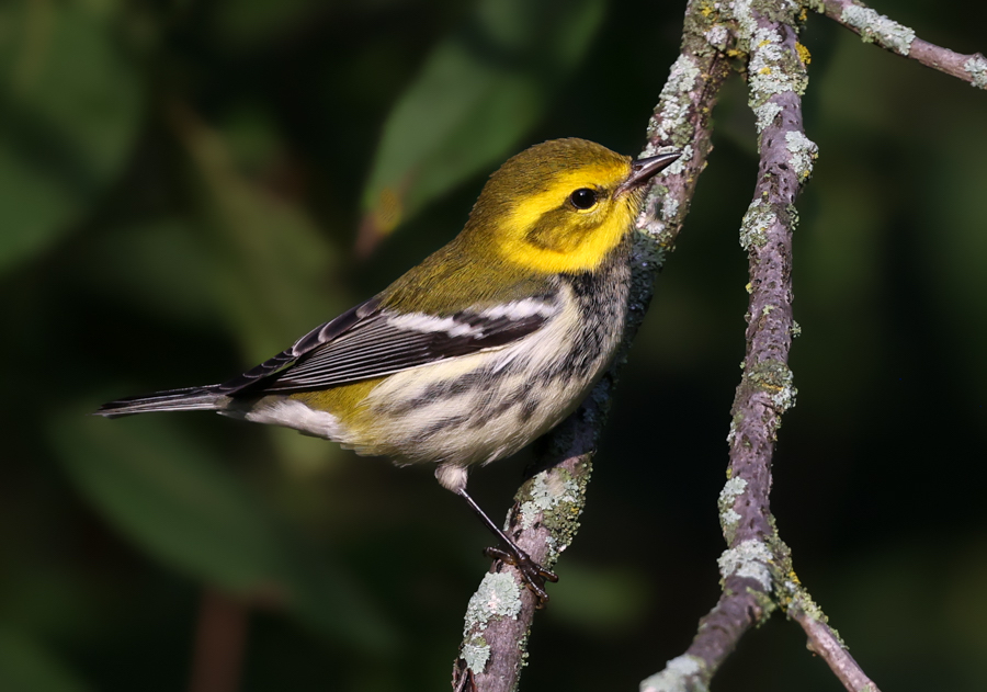 Black-throated Green Warbler