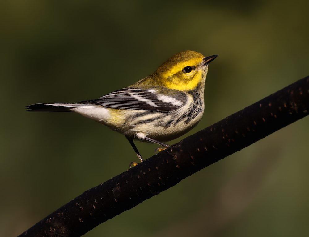 Black-throated Green Warbler Photo 5