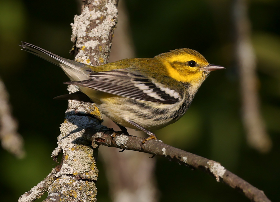Black-throated Green Warbler