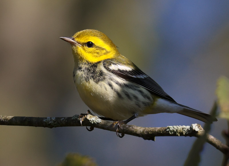 Black-throated Green Warbler Photo 9