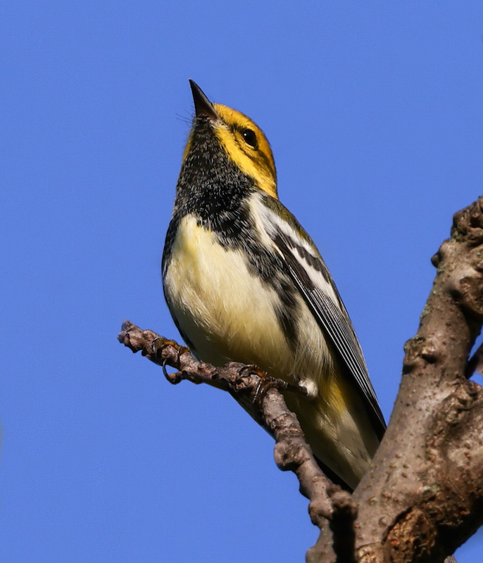 Black-throated Green Warbler