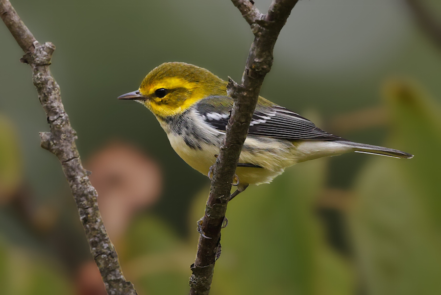 Black-throated Green Warbler Photo 7