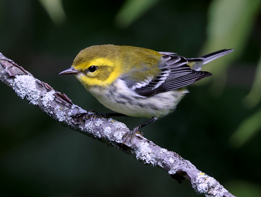 Black-throated Green Warbler