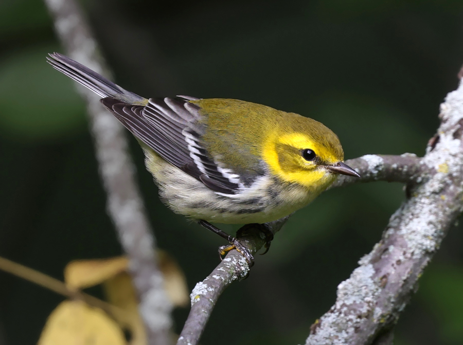 Black-throated Green Warbler