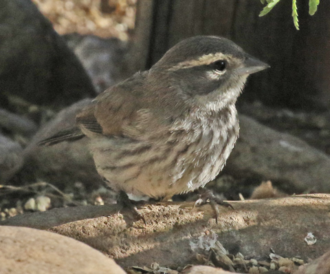 Black-throated Sparrow photo #1